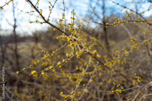 Yellow flowers on the branches of a tree in a spring park in Texas