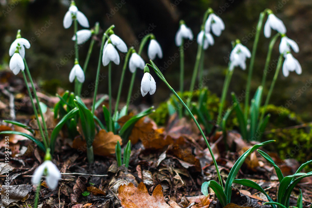 Spring forest with snowdrops Spring forest with snowdrops