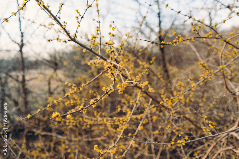 Yellow flowers on the branches of a tree in a spring park in Texas Yellow flowers on the branches of a tree in a spring park in Texas