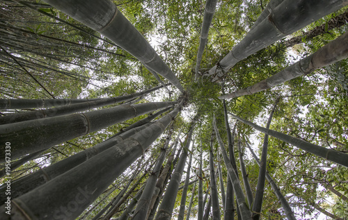 Looking up by Bamboo Trees
