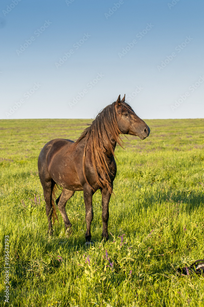 The wild horse, Equus ferus, in the steppe in the early morning enlightened by sunlight rays. View on a horse pasturing in the steppe. The wild horse, Equus ferus, in the steppe in the early morning enlightened by sunlight rays. View on a horse pasturing in the steppe.
