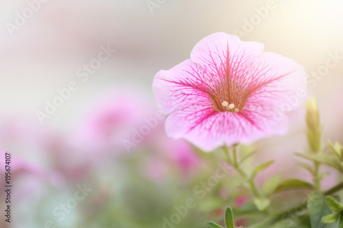 Close up pink flowers in the garden background