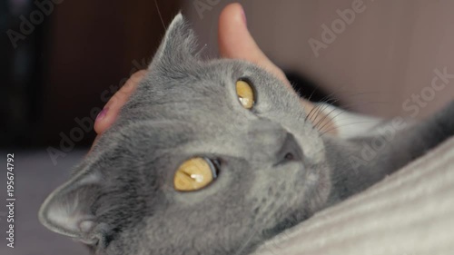 A girl holds a cat in her arms and stroking it. Grey British Shorthair cat. photo