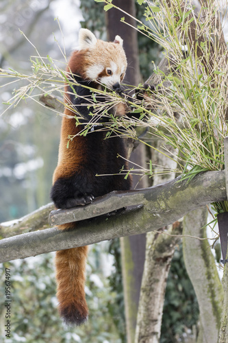 Fototapeta Naklejka Na Ścianę i Meble -  Panda red eating bamboo leaves on a branch.