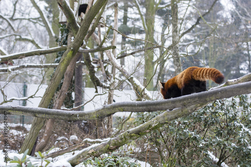 Fototapeta Naklejka Na Ścianę i Meble -  Panda red walking on the branch.