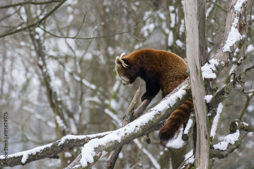 Fototapeta Naklejka Na Ścianę i Meble -  Panda red walking on the branch.