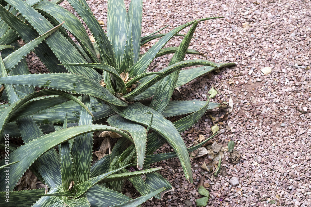 Obraz premium Aloe Vera Plant
