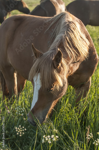 The wild horse  Equus ferus  in the steppe in the early morning enlightened by sunlight rays. View on a horse pasturing in the steppe.