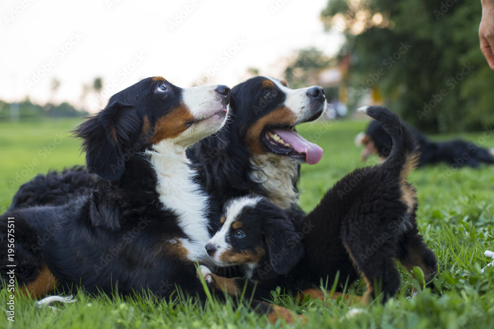 Close up of Bernese dog outdoor in the park Close up of Bernese dog outdoor in the park