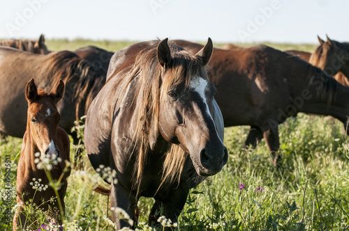 Fototapeta Naklejka Na Ścianę i Meble -  A herd of wild horses shown on Water island in atmospheric Rostov state reserve