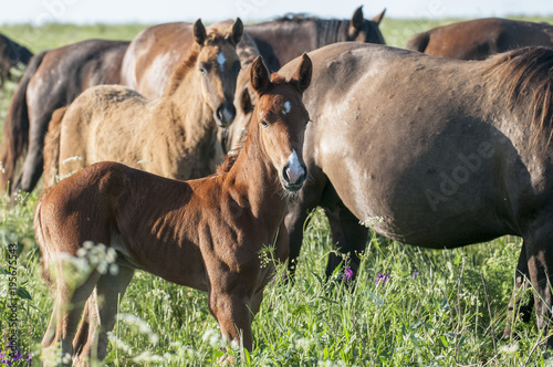 Horse foal on pasture. A herd of wild horses shown on Water island in atmospheric Rostov state reserve © Юрий Бартенев