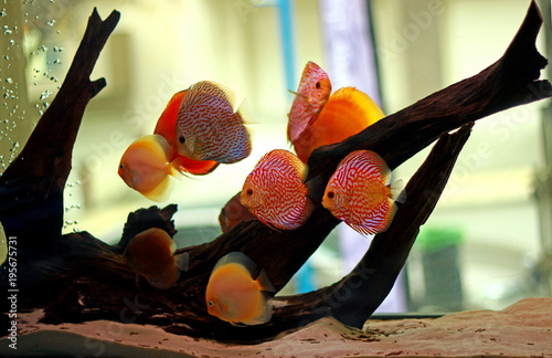 Discus fish in freshwater aquarium
