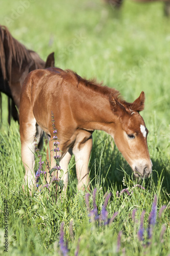 Horse foal on pasture. A herd of wild horses shown on Water island in atmospheric Rostov state reserve