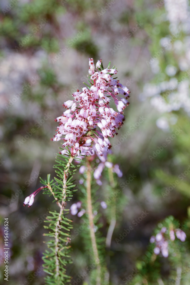 Common heather or Ling (Calluna vulgaris) Common heather or Ling (Calluna vulgaris)