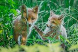 Fox pup (Vulpes vulpes)