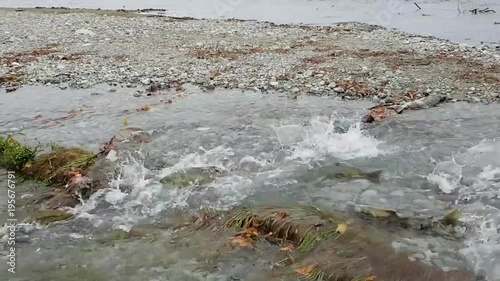 Spawning chum salmon (Oncorhynchus keta) in Chehalis River, Fraser Valley, British Columbia, Canada