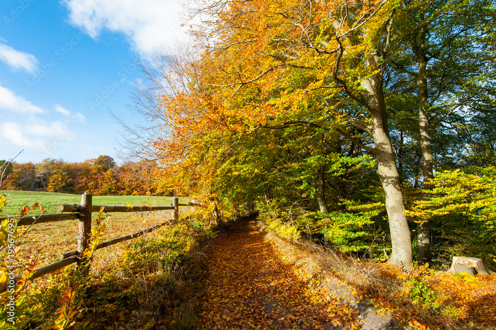 Naklejka premium Edge of forrest