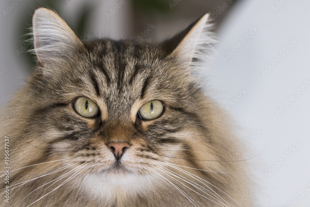 Beauty siberian cat in livestock, purebred kitten foreground Beauty siberian cat in livestock, purebred kitten foreground
