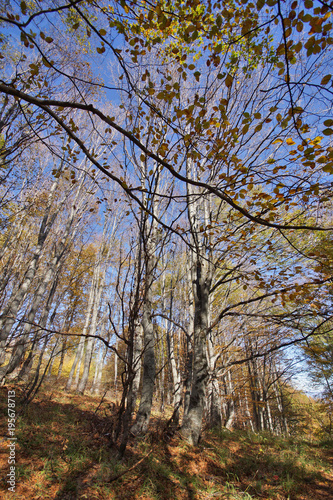 Autumn Landscape with yellow trees  Vitosha Mountain  Sofia City Region  Bulgaria