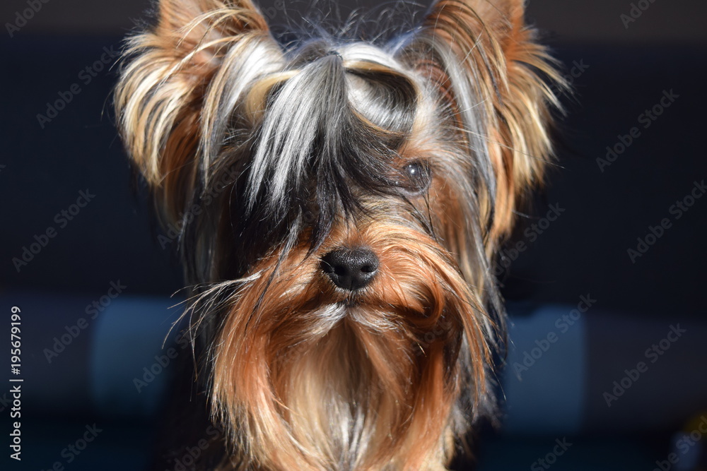 Yorkshire Terrier chiot