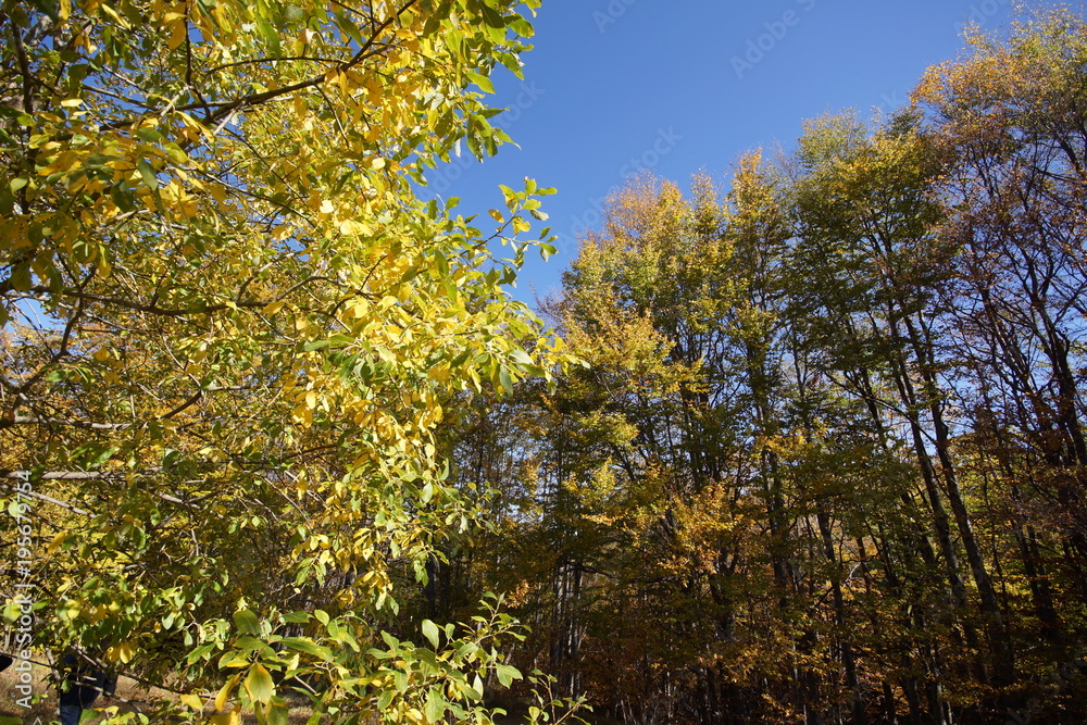 Autumn Landscape with yellow trees, Vitosha Mountain, Sofia City Region, Bulgaria Autumn Landscape with yellow trees, Vitosha Mountain, Sofia City Region, Bulgaria