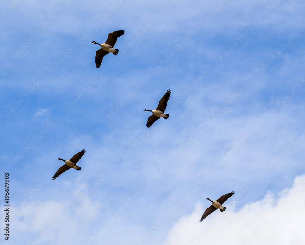 Obraz premium A Beautiful Day To Fly