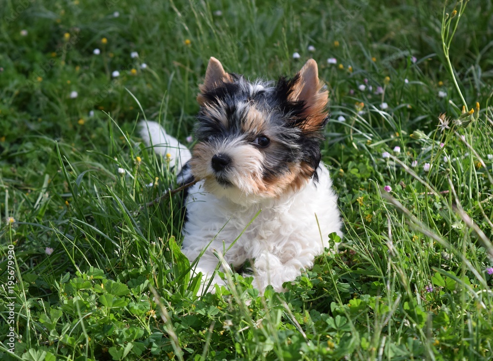chien Biewer Yorkshire Terrier chien Biewer Yorkshire Terrier