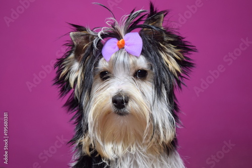 Fototapeta Naklejka Na Ścianę i Meble -  chien Biewer Yorkshire Terrier