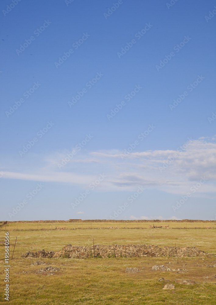 Fototapeta premium Campo