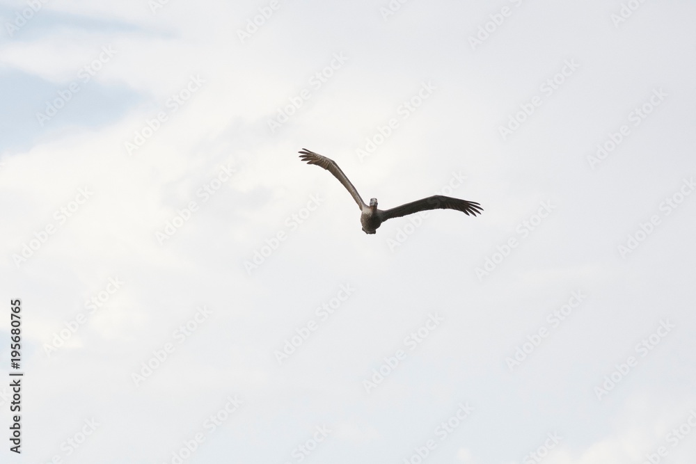 Pelican in flight, high in the sky, over Sarasota Bay Pelican in flight, high in the sky, over Sarasota Bay
