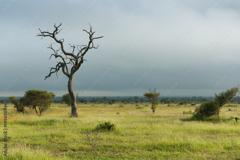 Lone dead tree standing on lush green african savannah Lone dead tree standing on lush green african savannah