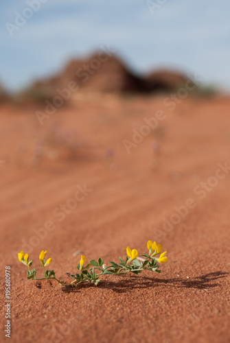 Yellow flower in red desert sand and mountain before blue sky