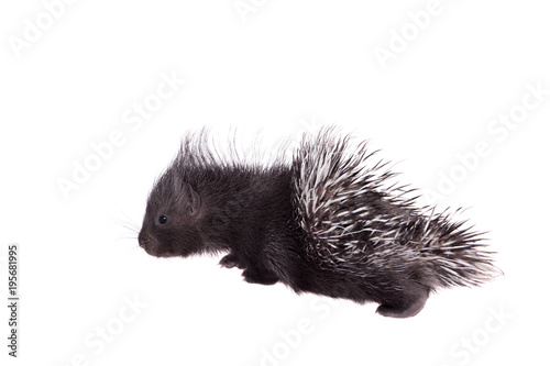 Indian crested Porcupine baby on white © Farinoza