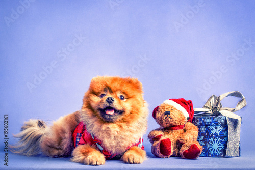 Cute Pomeranian doggy in red jacket at  toy bear and candy box. New Year, Christmas. photo