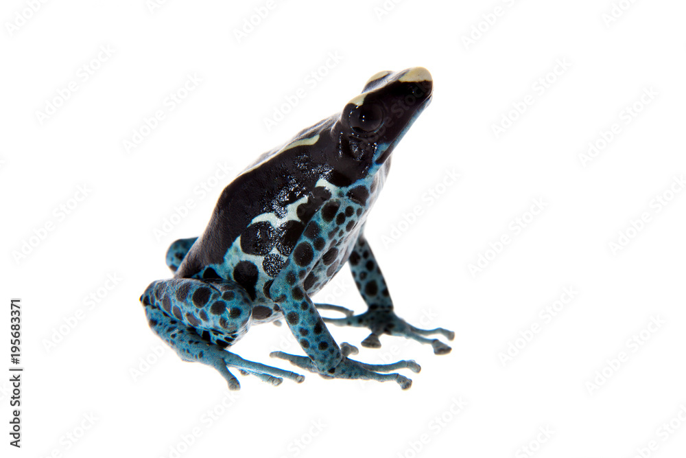 Obraz premium Awarape Dyeing Poison dart frog, Dendrobates tinctorius, on white