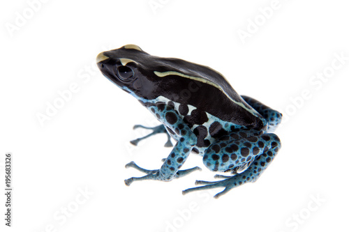 Awarape Dyeing Poison dart frog, Dendrobates tinctorius, on white photo