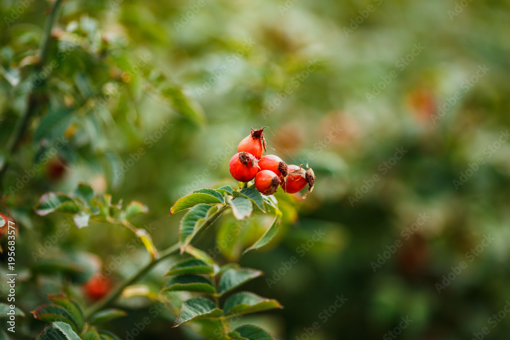 green Bush with red ripe rose hip