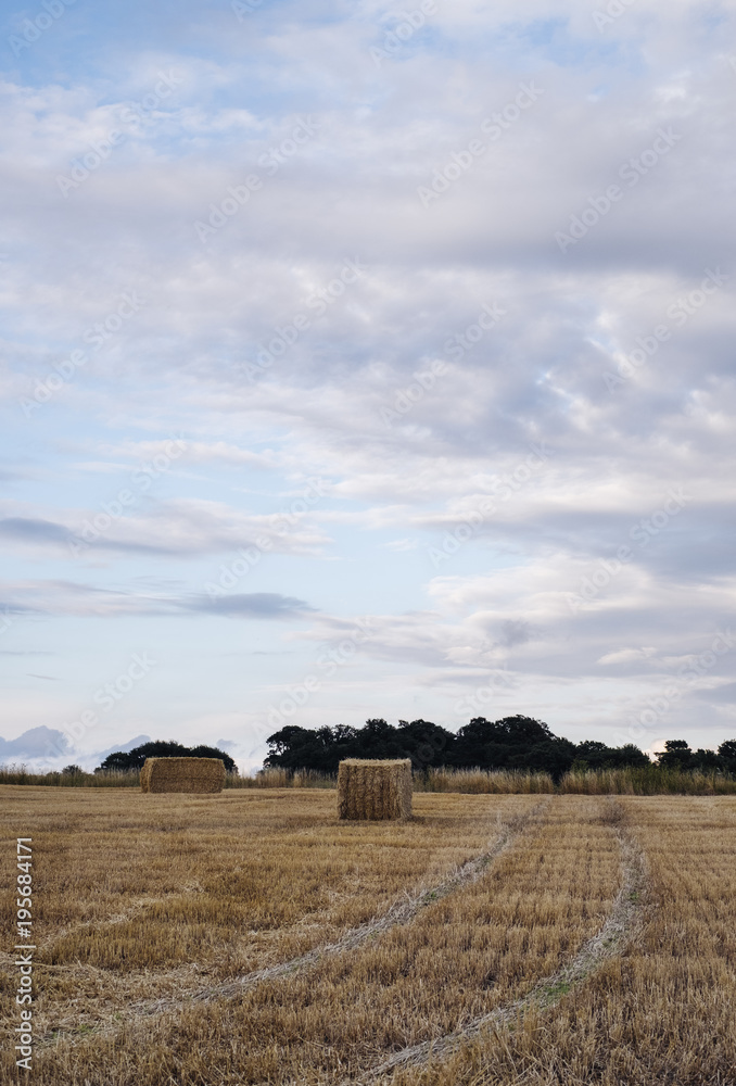 Straw bales in a recently harvested field at sunset. Norfolk, UK