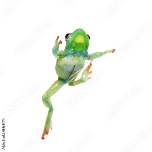 Riggenbach's reed frog, male, Hyperolius riggenbach, on white photo