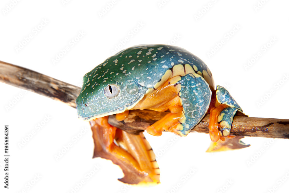 Obraz premium The fringe tree frog on white