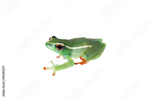 Riggenbach's reed frog, male, Hyperolius riggenbach, on white photo