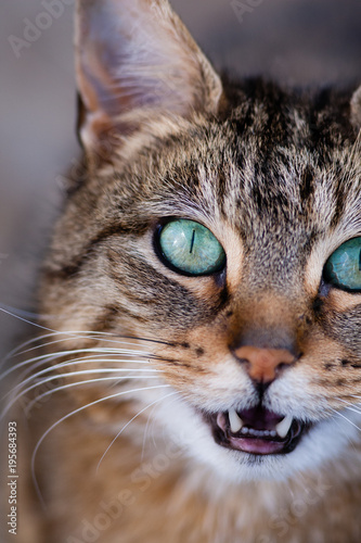 Tabby cat looking directly up at camera