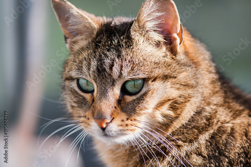 Cat gazing at prey on ground