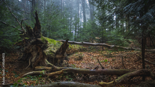 Autumn forest nature mountain landscape