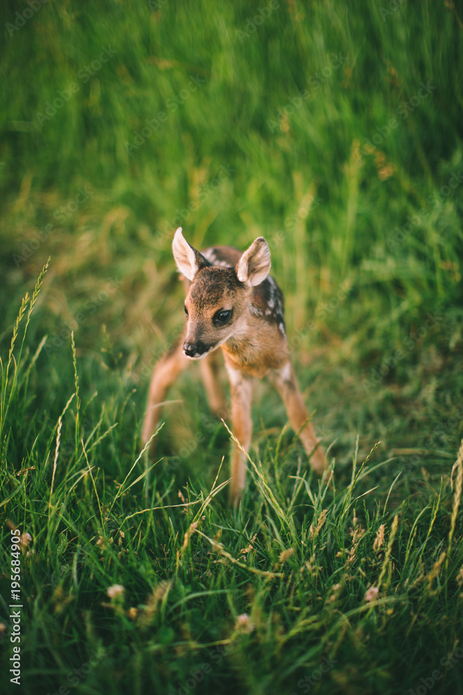 baby deer standing in the meadow alone baby deer standing in the meadow alone