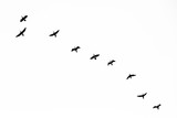 Birds Flying in Black and White