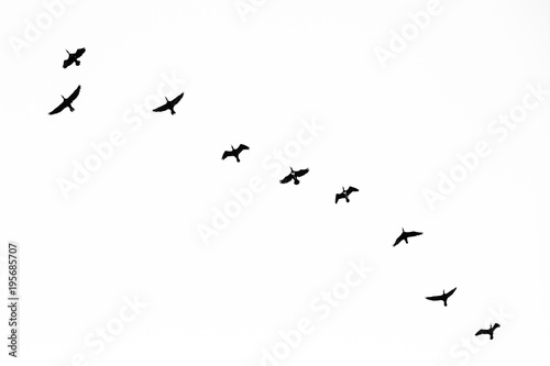 Birds Flying in Black and White