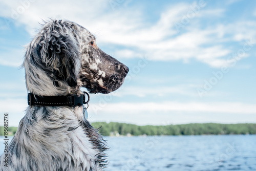 English Setter Puppy at the Lake photo
