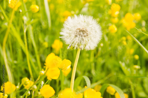 grass and dandelion on summer day