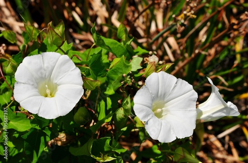 Bright white flowers and green leaves of hedge bindweed photo